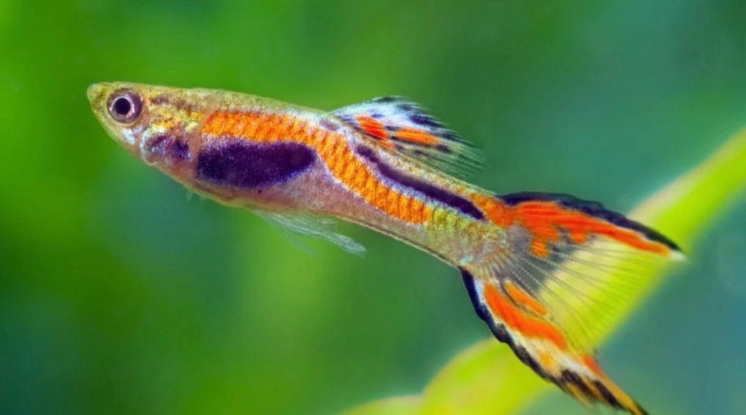 Endler guppies, Dieren en Toebehoren, Vis, Zoetwatervis, Schoolvis