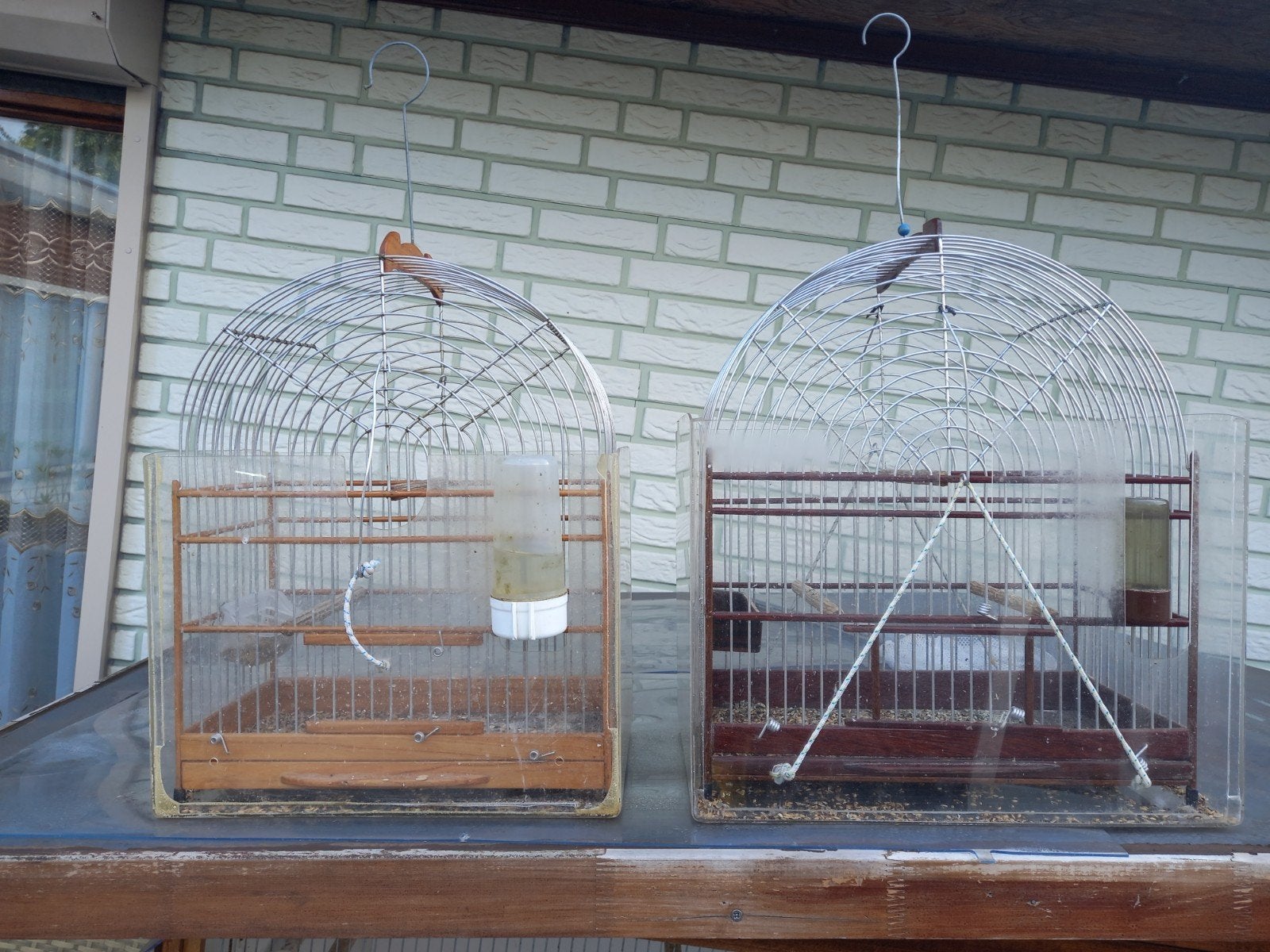 Surinaamse kooien, Meerdere dieren