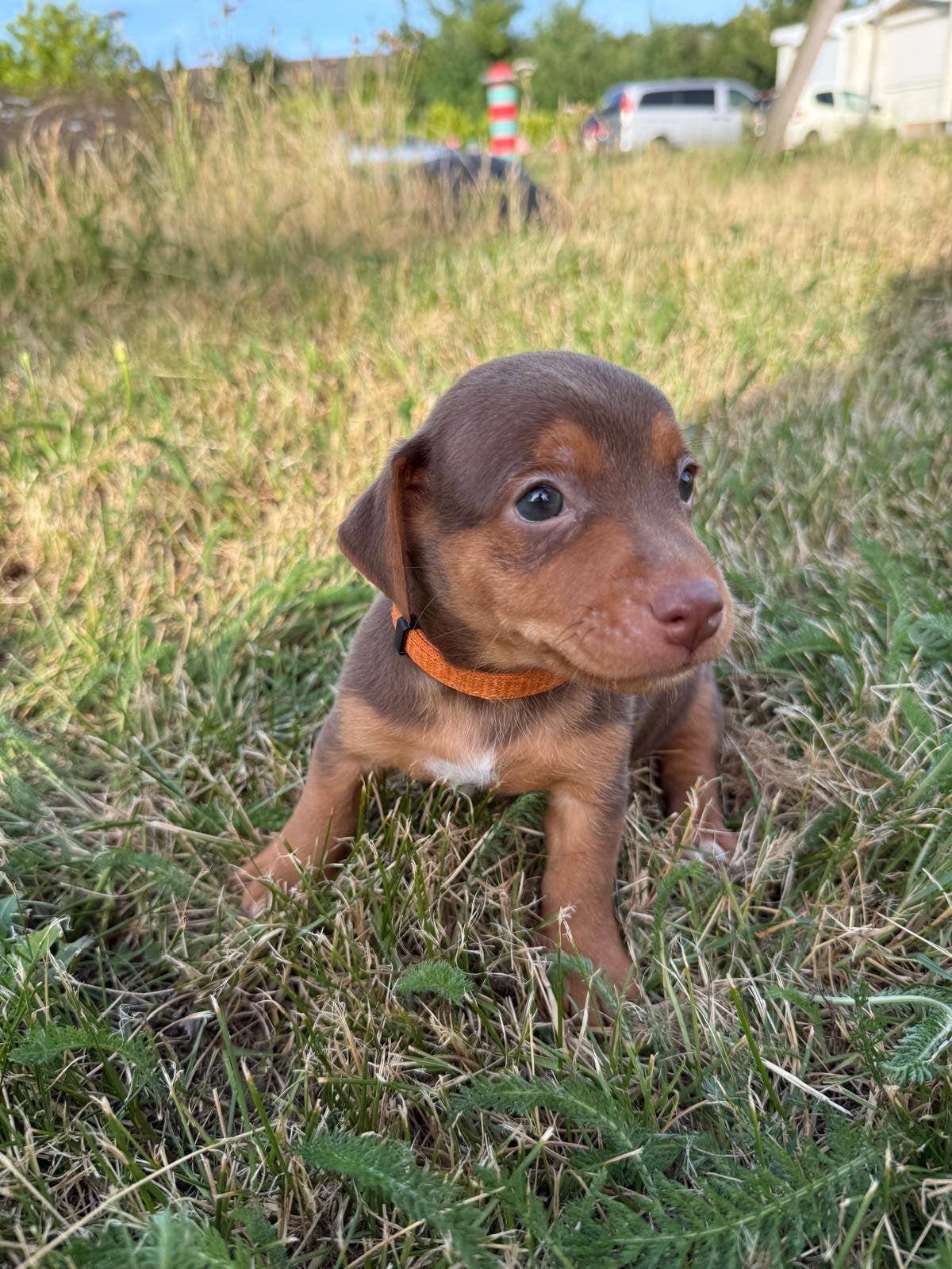 Jack Russel pups te koop, Jack Russell Terriër, 8 tot 15 weken, Meerdere, Meerdere dieren