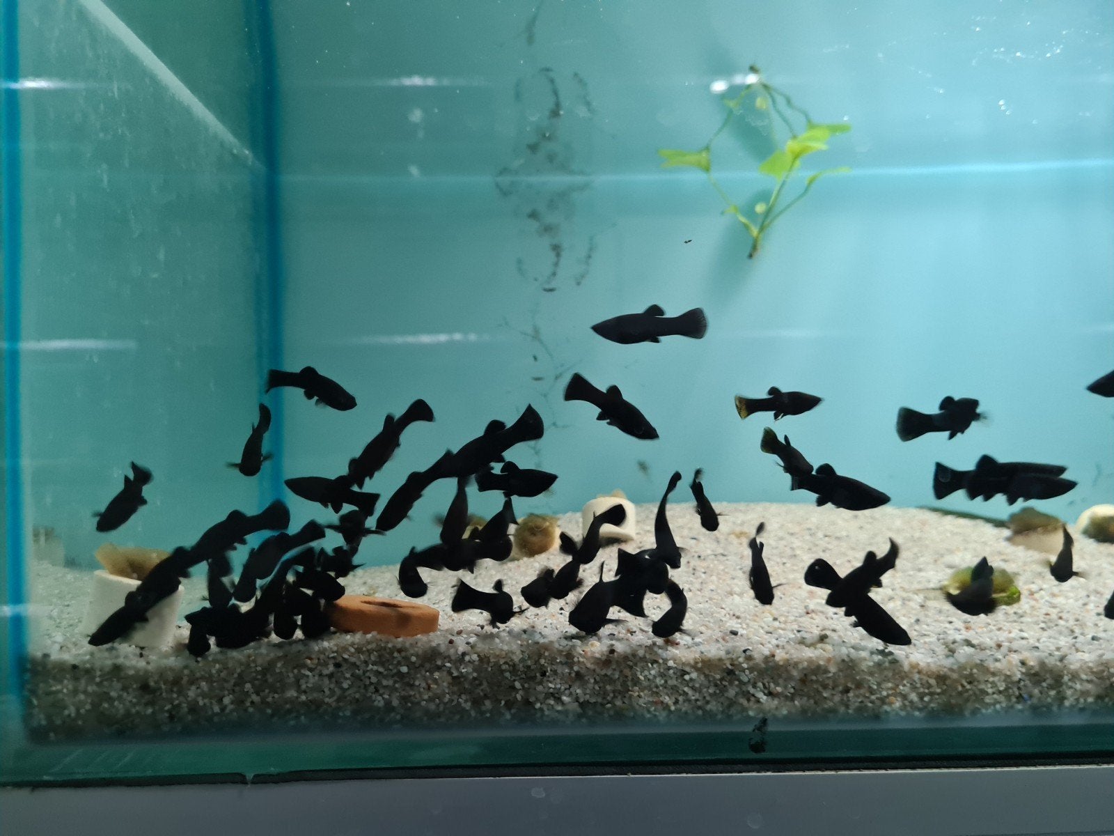 Black Molly, Poecilia sphenops, black mollies, Dieren en Toebehoren, Vissen | Aquariumvissen, Vis, Zoetwatervis