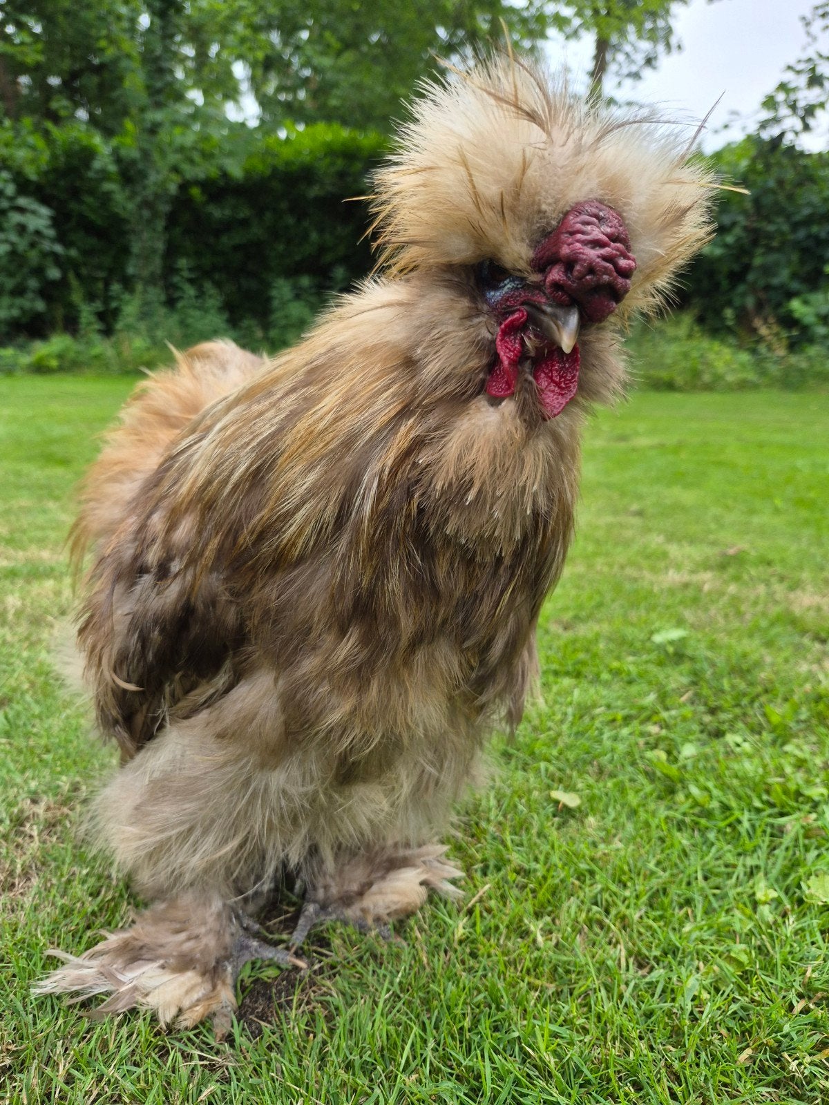 Zijdehoen USA (silkie) CHOCO haan, Dieren en Toebehoren, Pluimvee, Mannelijk, Kip