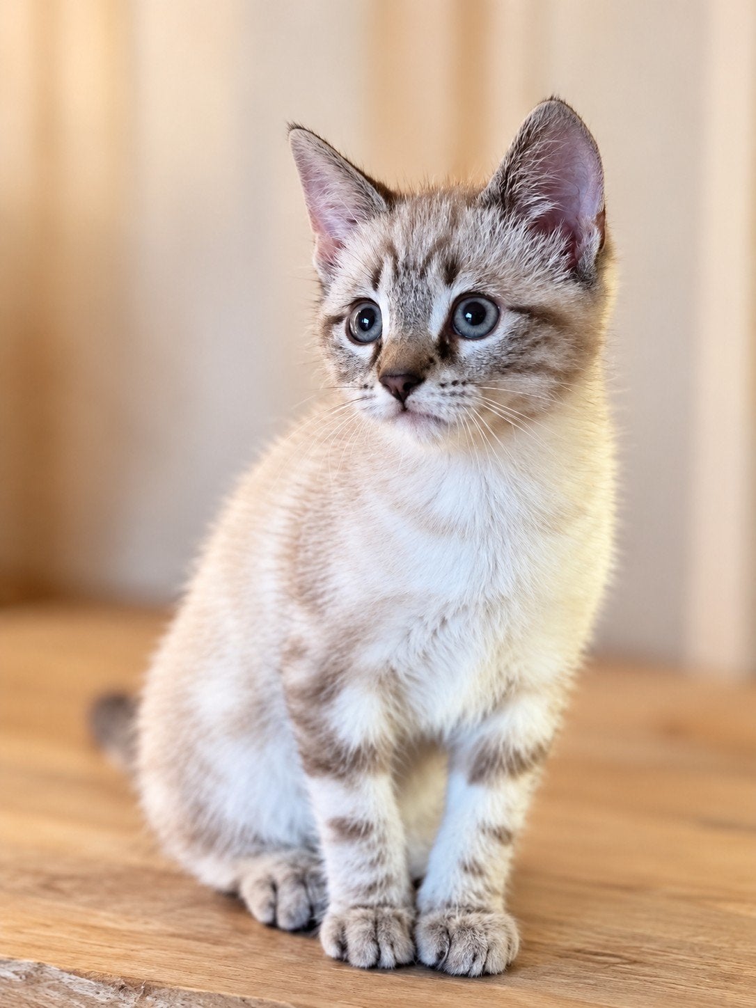 kruising thaisiamees x sneeuwbengaal, Dieren en Toebehoren, Kater, Gechipt