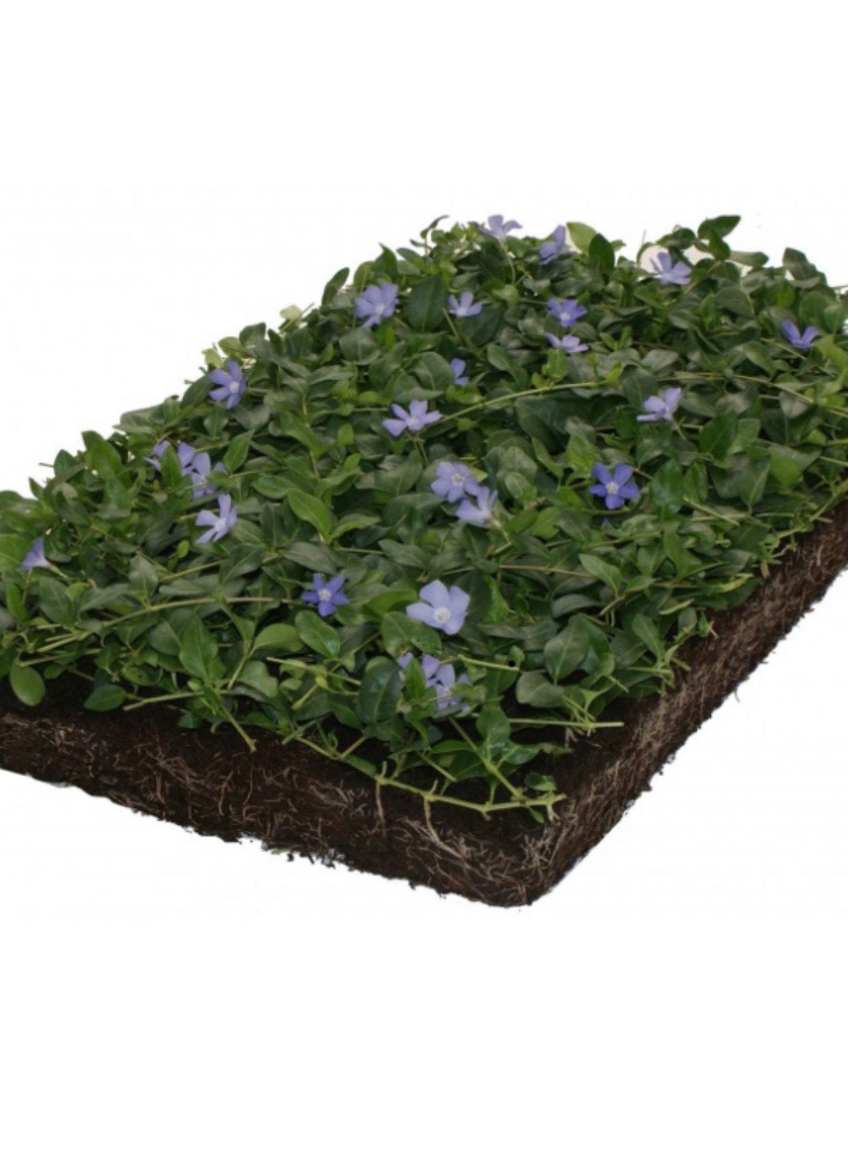 Vinca groenblijvende kant en klaar matten tuin of dak, Tuin en Terras, Vaste plant, Siergrassen, Ophalen of Verzenden, Halfschaduw
