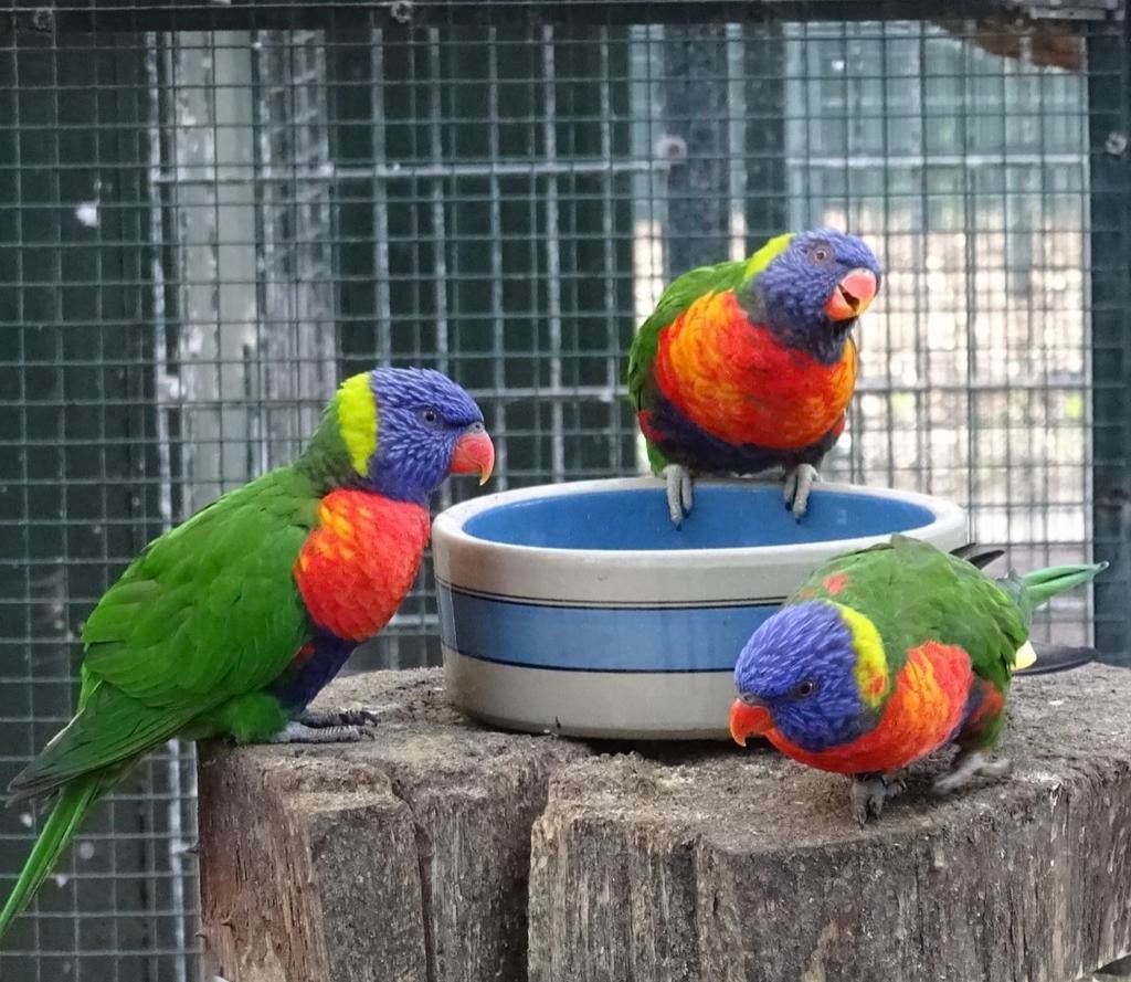 Lori’s 2 te koop koppel, Dieren en Toebehoren, Vogels | Parkieten en Papegaaien, Meerdere dieren, Papegaai, Tam