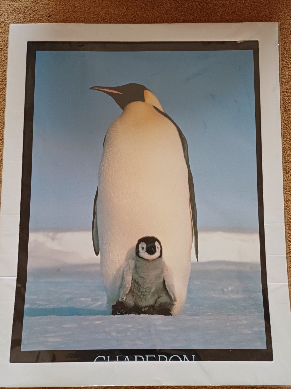 Poster Pinguïn., Ophalen