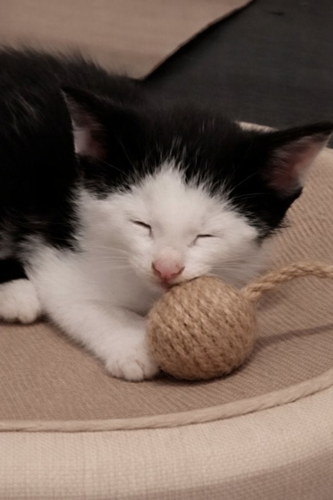 6 kittens!, Dieren en Toebehoren, Katten en Kittens | Overige Katten, Meerdere dieren, Kortharig, 0 tot 2 jaar