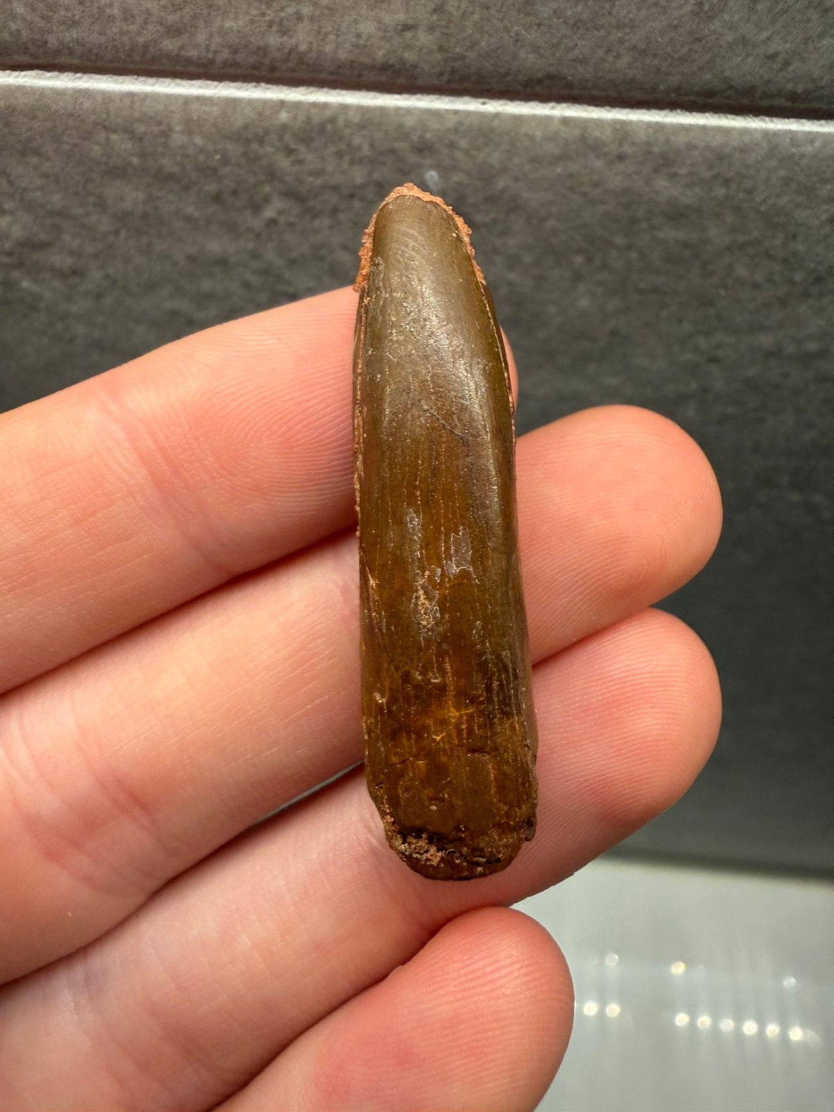 Mooie Rebbachisaurus tand (Sauropode), Ophalen of Verzenden, Fossiel