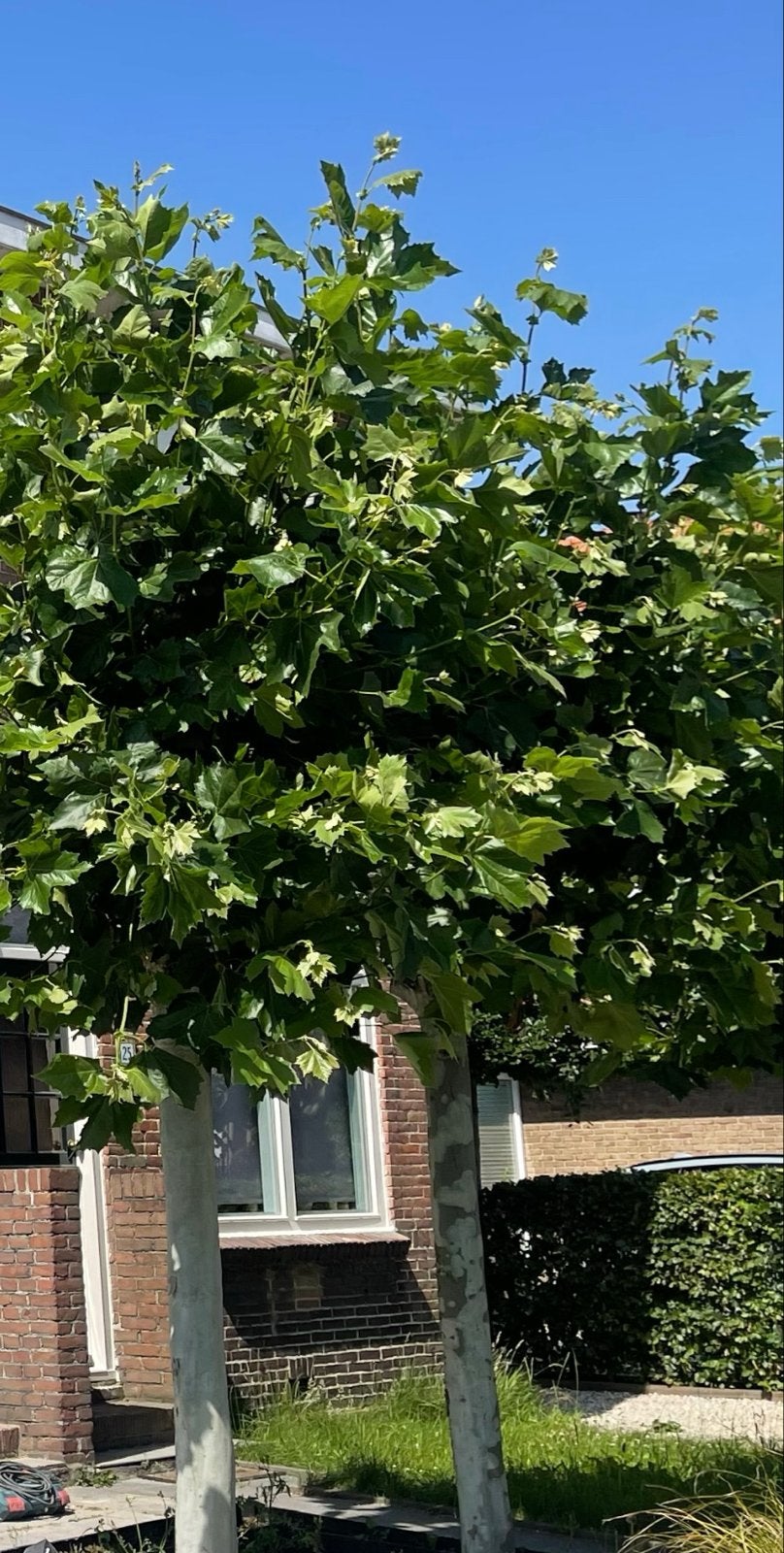 Prachtige Leiboom 2 stuks, Bloeit niet, Leiboom, 250 tot 400 cm, Ophalen