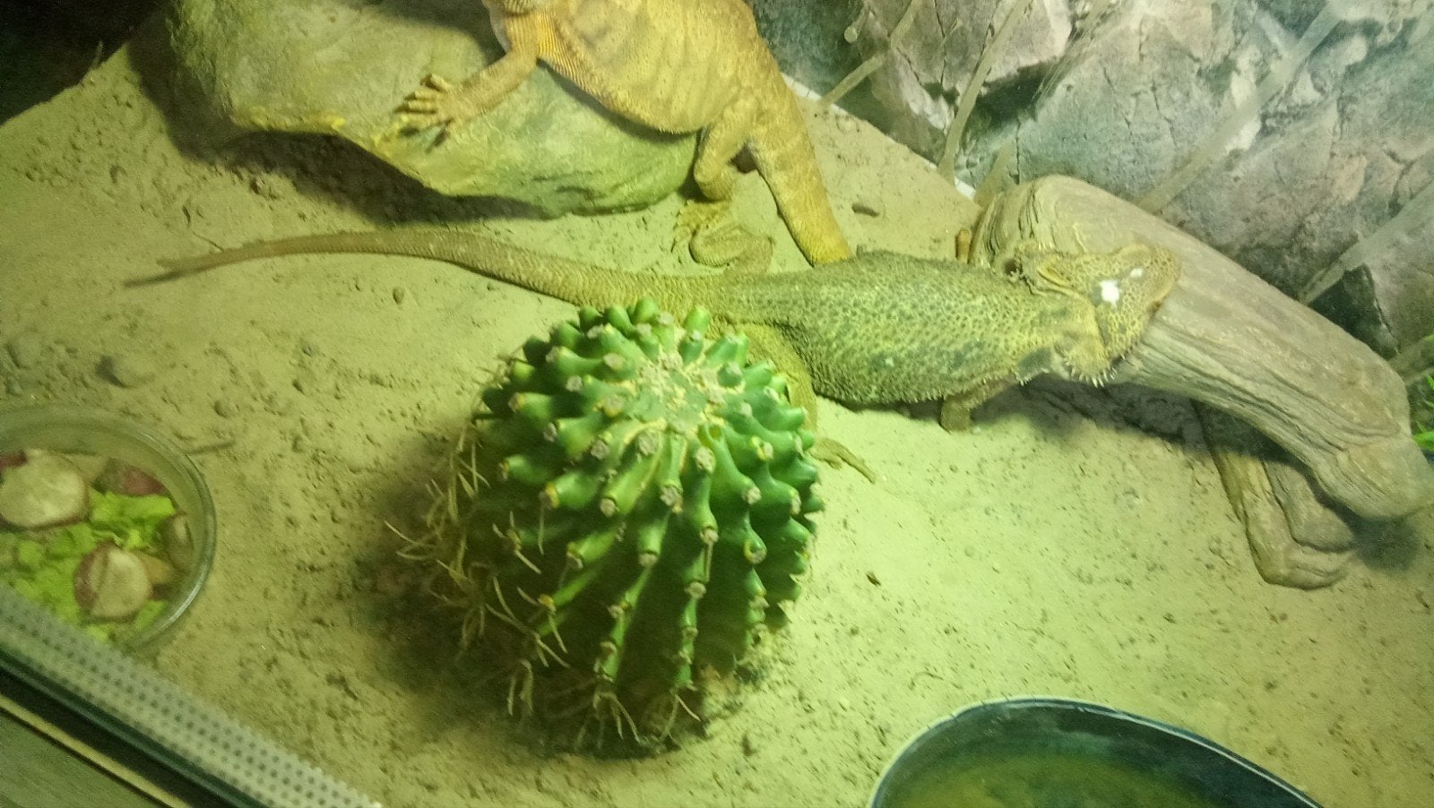 baardagaam vrouwtje 4 jaar Bearded Dragon photo 3