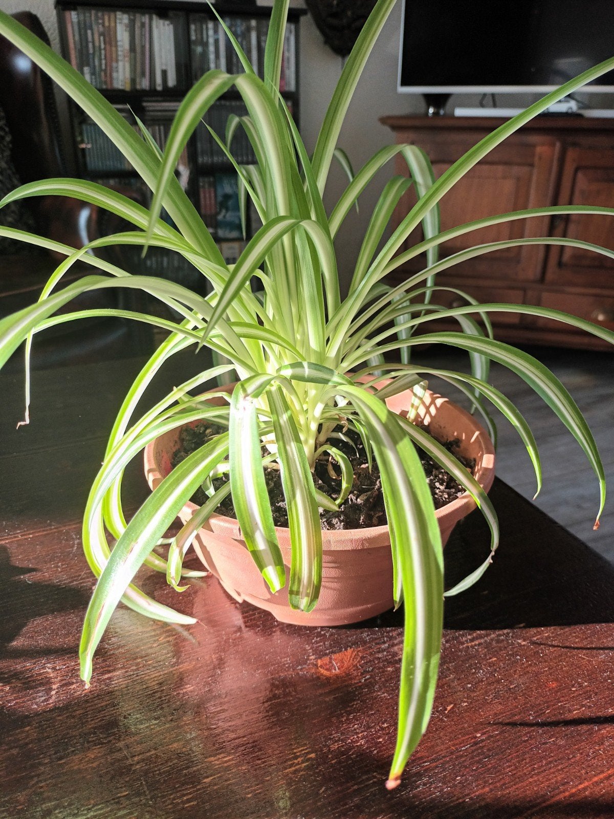 Graslely kamerplant., Ophalen of Verzenden, In pot, Halfschaduw, Minder dan 100 cm