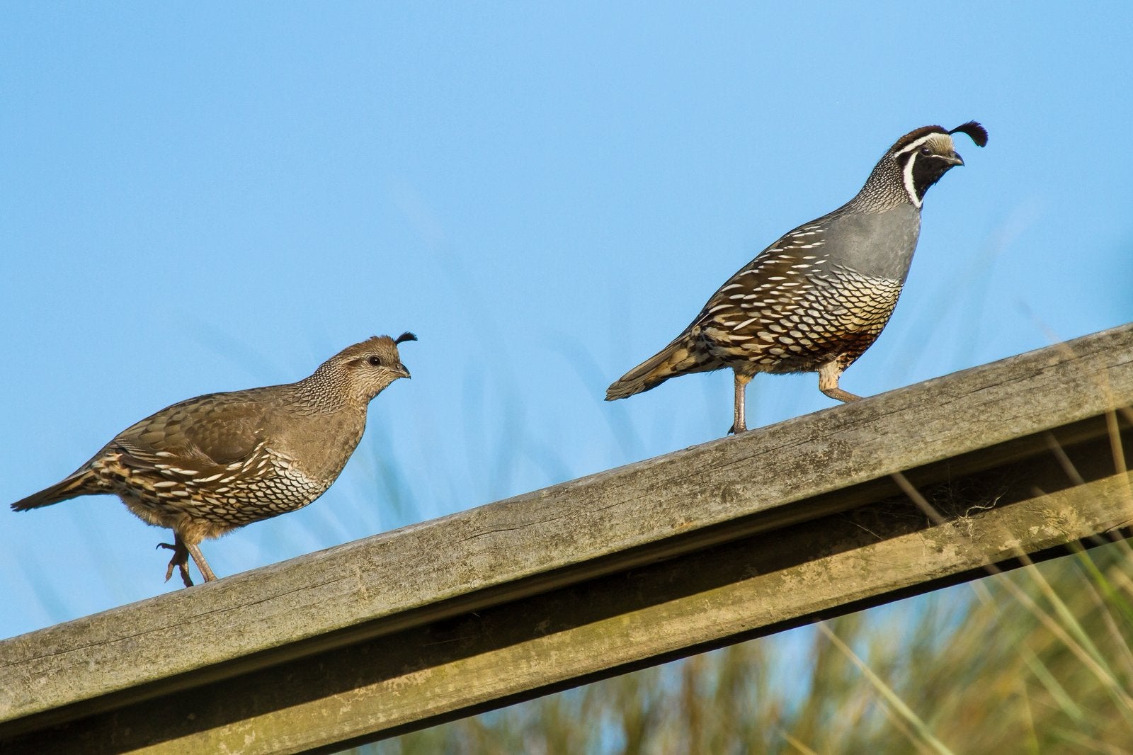 Calafornische kuifkwartel kuikens zie omschrijving, Dieren en Toebehoren, Vogels | Overige Vogels, Geslacht onbekend