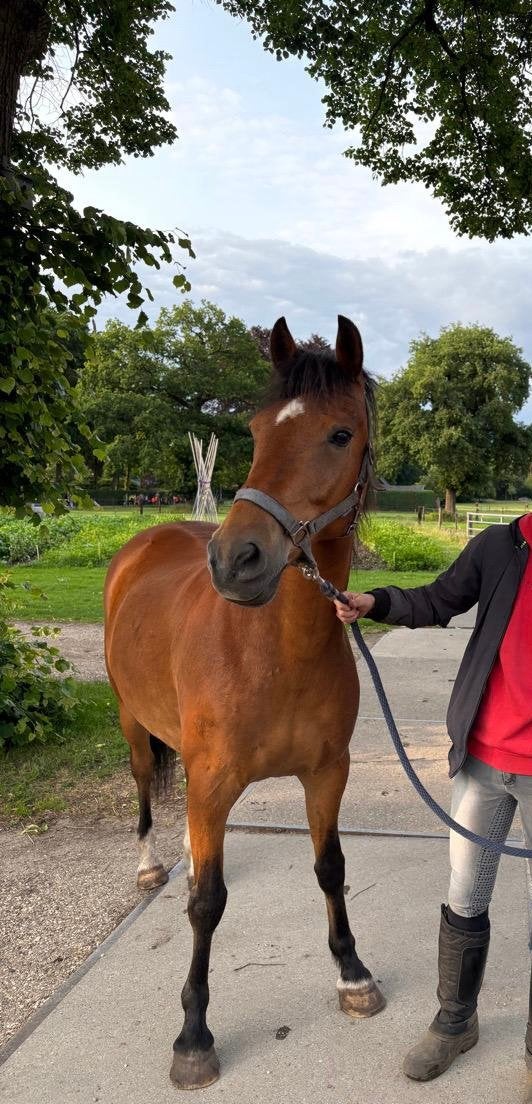 Werkwillige New Forest D pony, Dieren en Toebehoren, Met stamboom, Ruin, L, 11 jaar of ouder