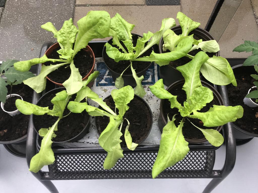 Sla plantjes, Tuin en Terras, Planten | Tuinplanten, Ophalen, Eenjarig, Groenteplanten, Halfschaduw