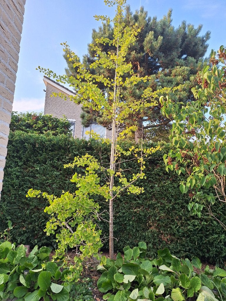 ginkgo boom +/- 4,94 hoog, Tuin en Terras, Planten | Bomen, Bloeit niet, Overige soorten, 400 cm of meer, Ophalen