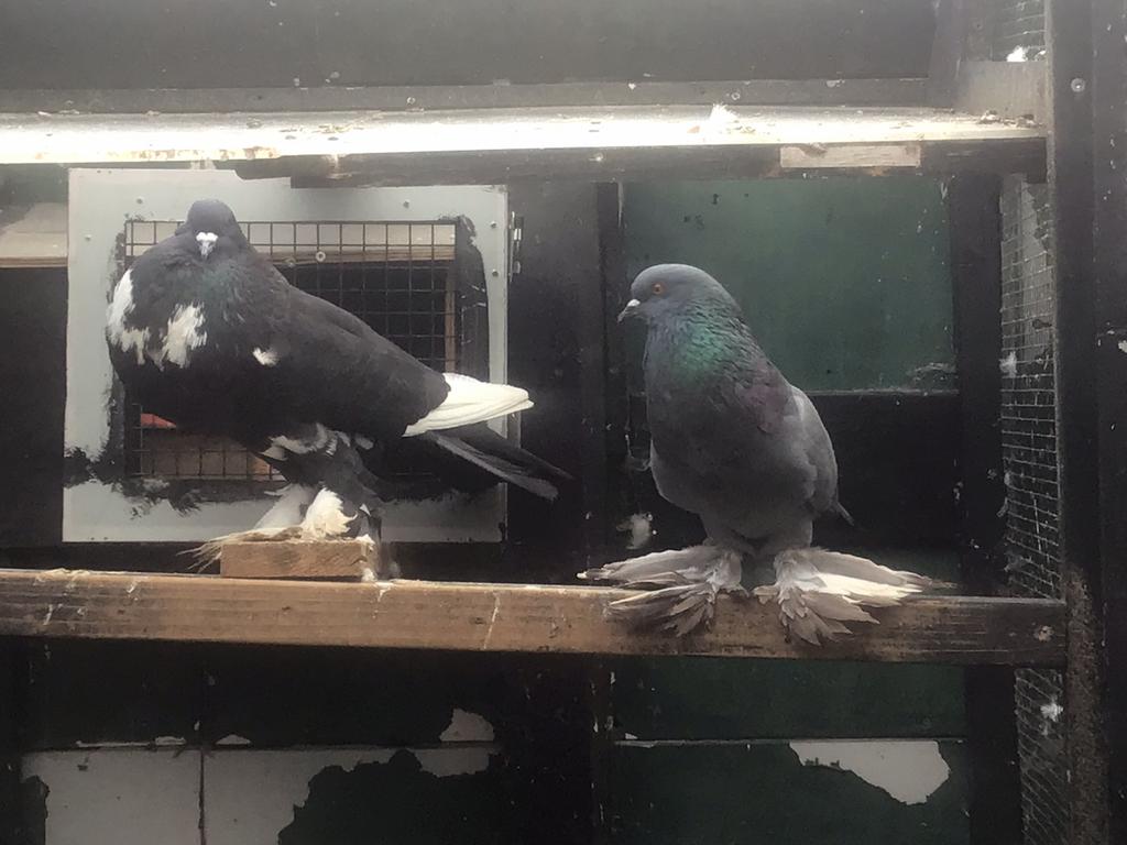 Koppel Hollandse kroppers, Dieren en Toebehoren, Vogels | Duiven, Meerdere dieren