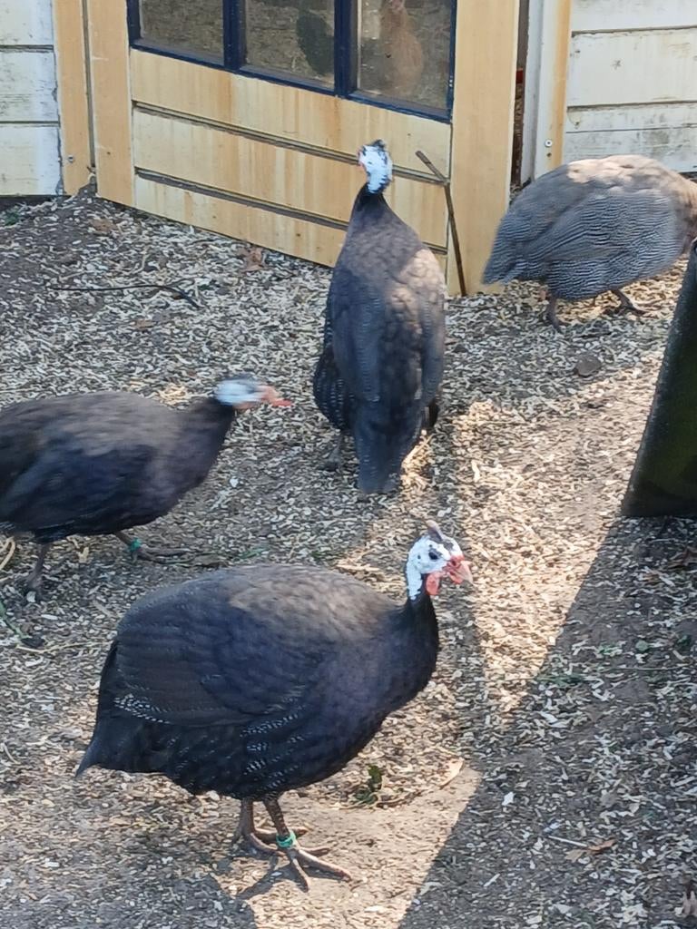 Broedeieren parelhoenders, Dieren en Toebehoren, Geslacht onbekend, Overige soorten