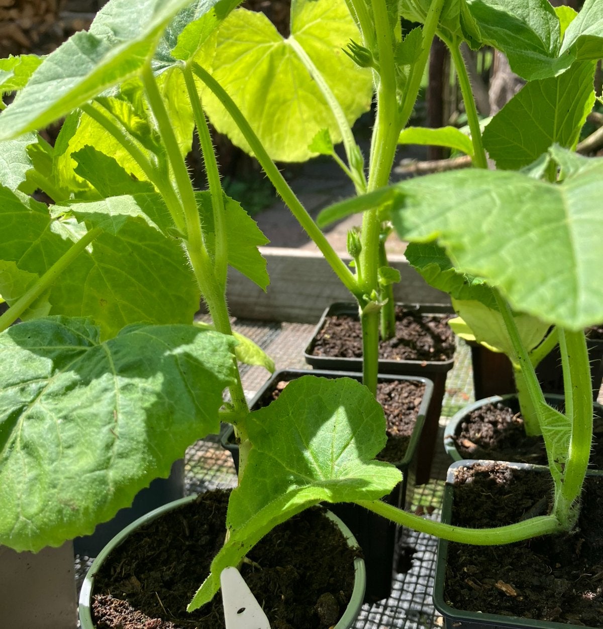 Zapalitto (pompoen x courgette) BIOLOGISCH, Tuin en Terras, Ophalen, Eenjarig, Groenteplanten, Volle zon