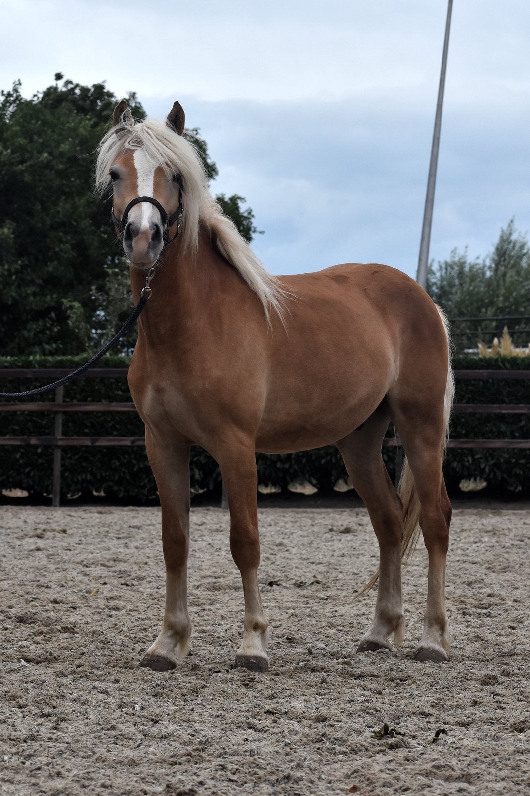 Twee mooie 2 jarige haflinger ruinen, Dieren en Toebehoren, Pony's, Ruin, A pony (tot 1.17m), 3 tot 6 jaar