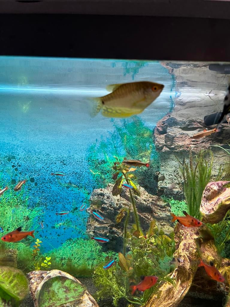 Compleet aquarium juwel 100, Ophalen, Zo goed als nieuw, Gevuld zoetwateraquarium