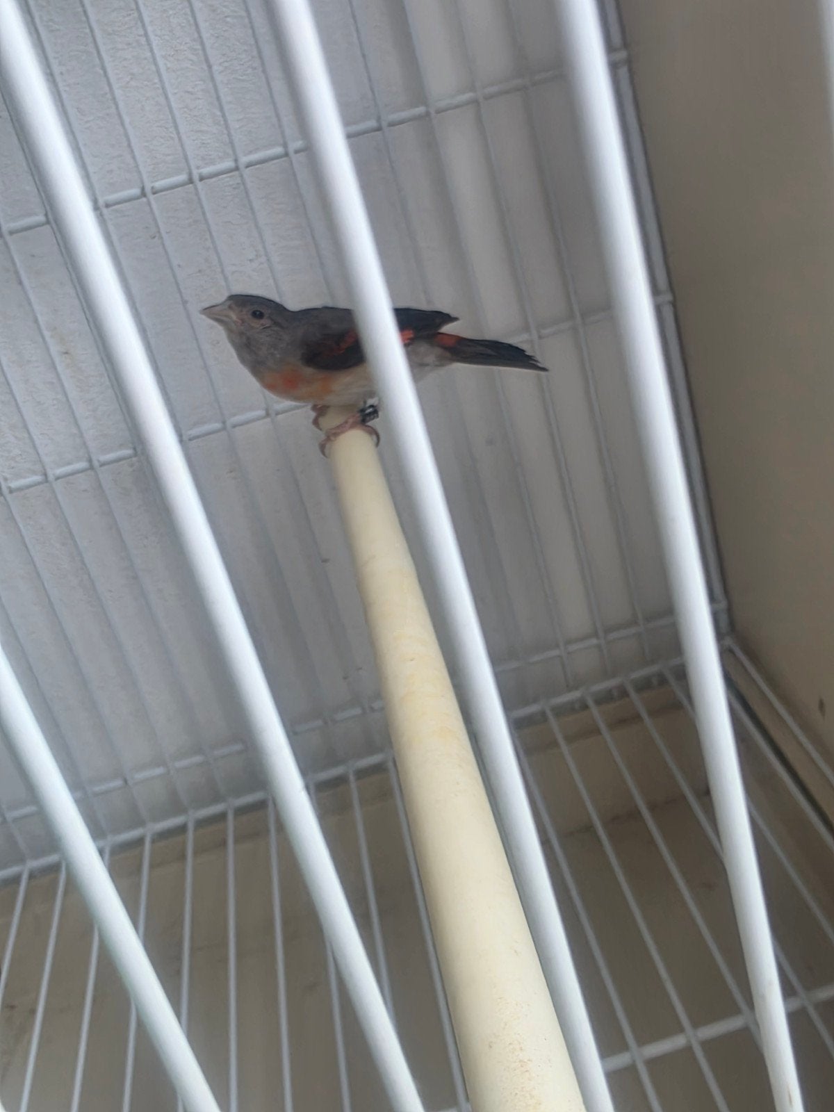 Kapoetsensijs Pop 2025 geringd, Vrouwelijk, Tropenvogel