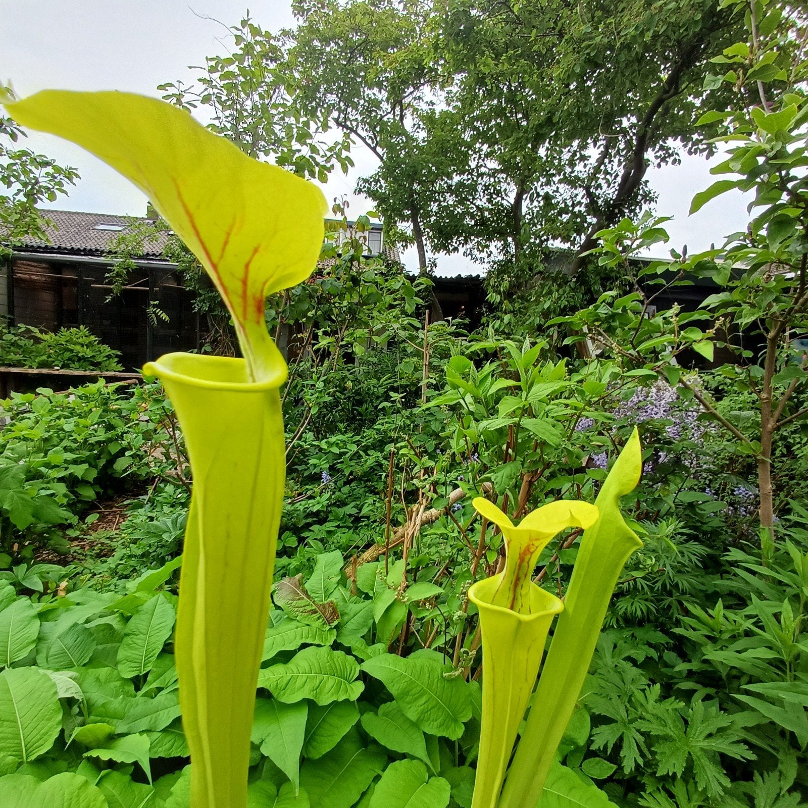 Sarracenia, vleesetende plant, Ophalen, Volle zon