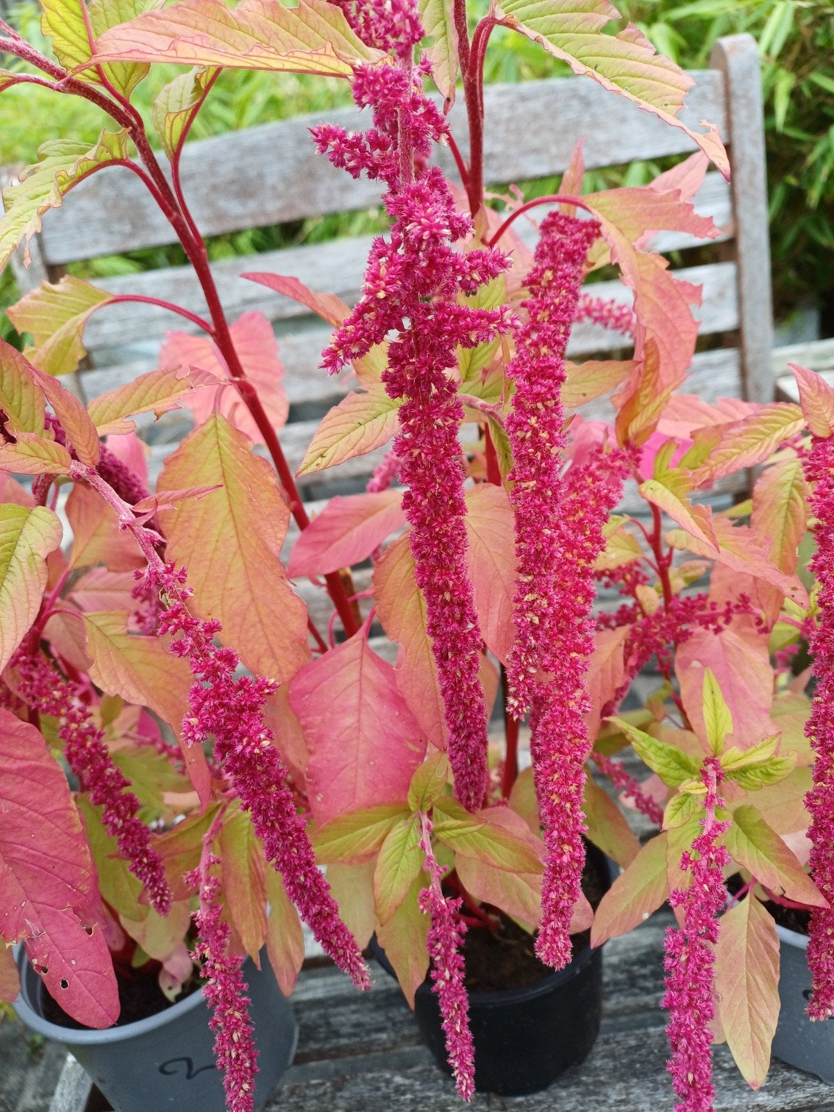 Mooie  Rode Kattenstaart planten"Amaranthus Caudatus", Volle zon, Eenjarig, Zomer, Ophalen