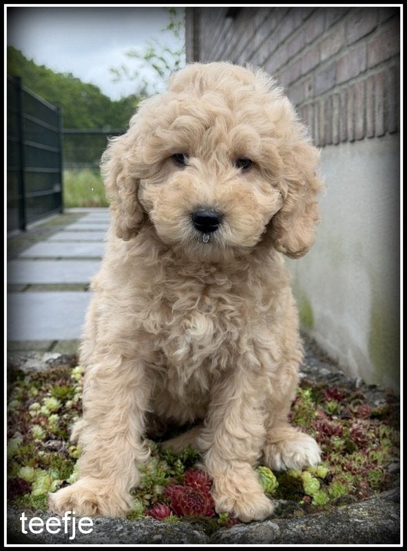 Labradoodle F4 pups medium mogen het nest verlaten., Dieren en Toebehoren, Honden | Retrievers, Spaniëls en Waterhonden, Nederland