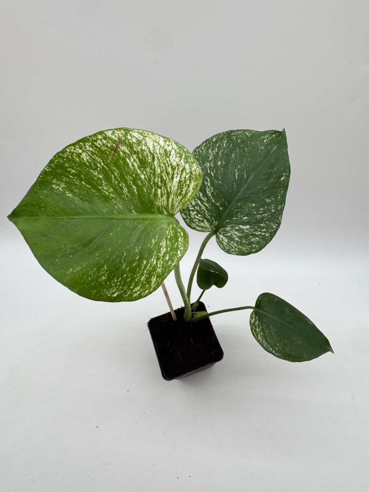 Monstera Devil Monster Variegata „LAST CHANCE“, Huis en Inrichting, Kamerplanten, Ophalen of Verzenden, Halfschaduw, Minder dan 100 cm