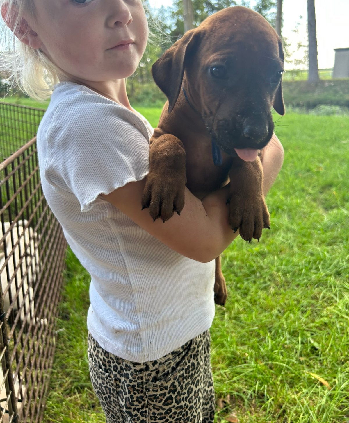 Prachtige Rhodesian Ridgeback pups met stamboom, Overige rassen, CDV (hondenziekte), 8 tot 15 weken, Meerdere