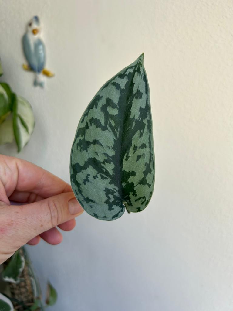 Scindapsus silver lady, stek, Ophalen of Verzenden, Halfschaduw, Minder dan 100 cm