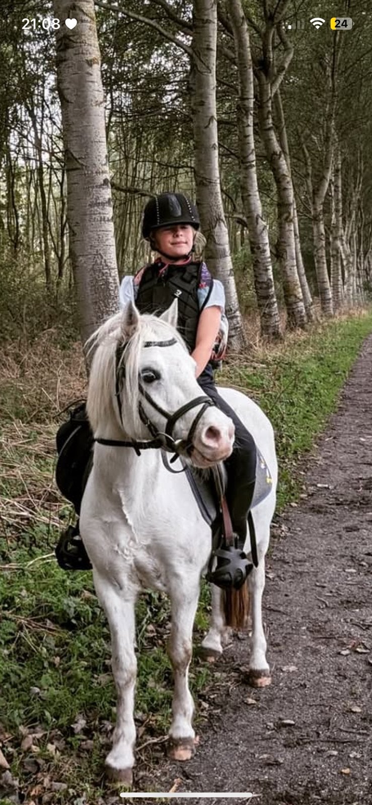 Welsh pony met stamboek te koop, Dieren en Toebehoren, Ophalen