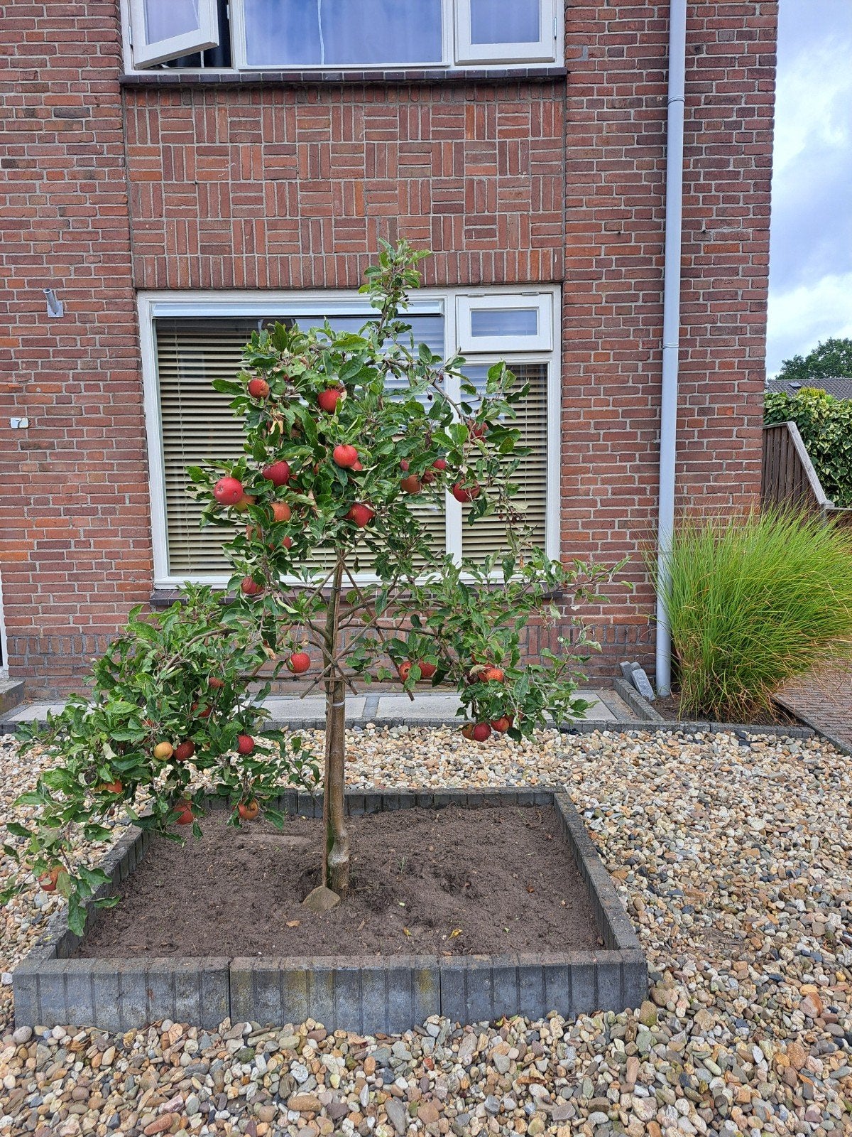 Elstar Appelboom, Ophalen, Lente, Volle zon, Appelboom