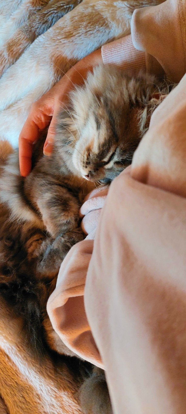maine coon kitten meisje 100%, Poes, Ontwormd, 0 tot 2 jaar