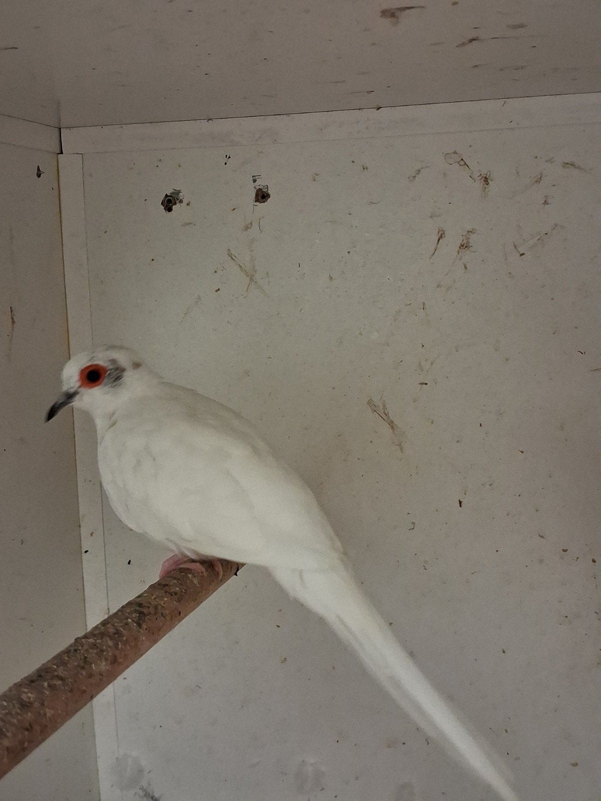 witte Diamantduif doffer, Dieren en Toebehoren, Vogels | Overige Vogels, Mannelijk