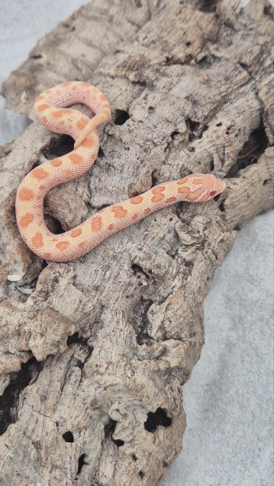 haakneusslang het snow Hognose Snake photo 2