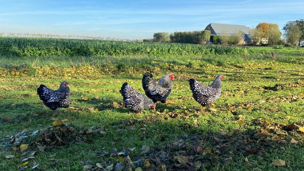 Wyandotte kriel Zilver Zwart gezoomd gesekst en ingeënt, Dieren en Toebehoren, Pluimvee, Vrouwelijk, Kip
