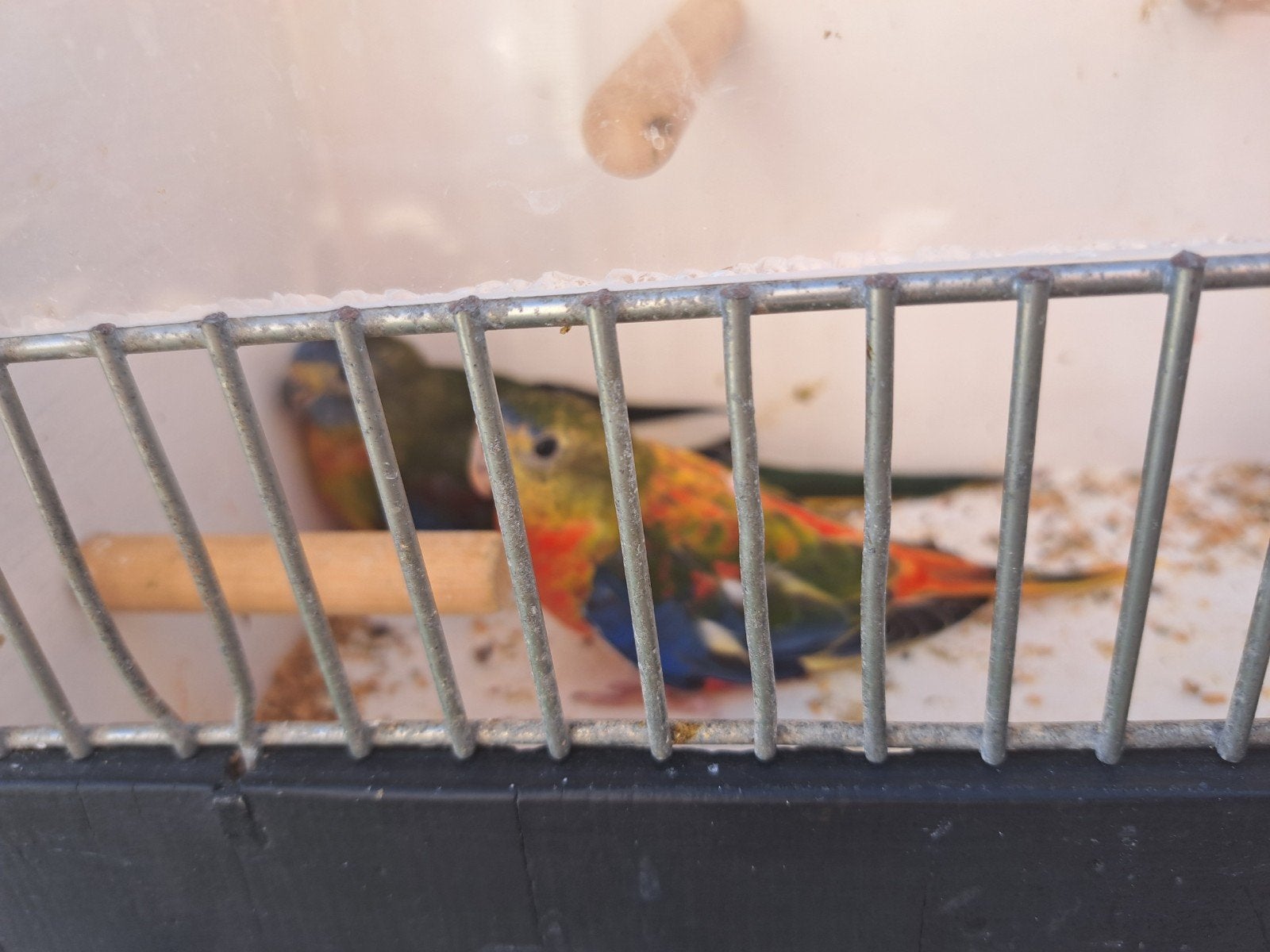 Koppel turquoisines roodbuik uit buitenvoliere, Dieren en Toebehoren, Meerdere dieren, Parkiet, Geringd