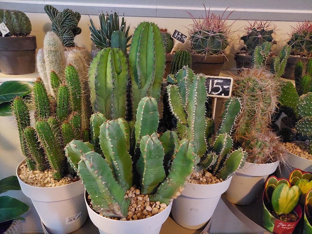 Cactussen H: 32 - 44 cm. Ø 15 cm. 2 voor € 25,-, Huis en Inrichting, Kamerplanten, Ophalen, Cactus, Minder dan 100 cm, Volle zon