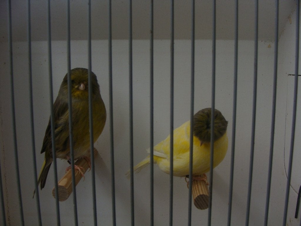 Gloster kanaries, Dieren en Toebehoren, Meerdere dieren, Postuurkanarie