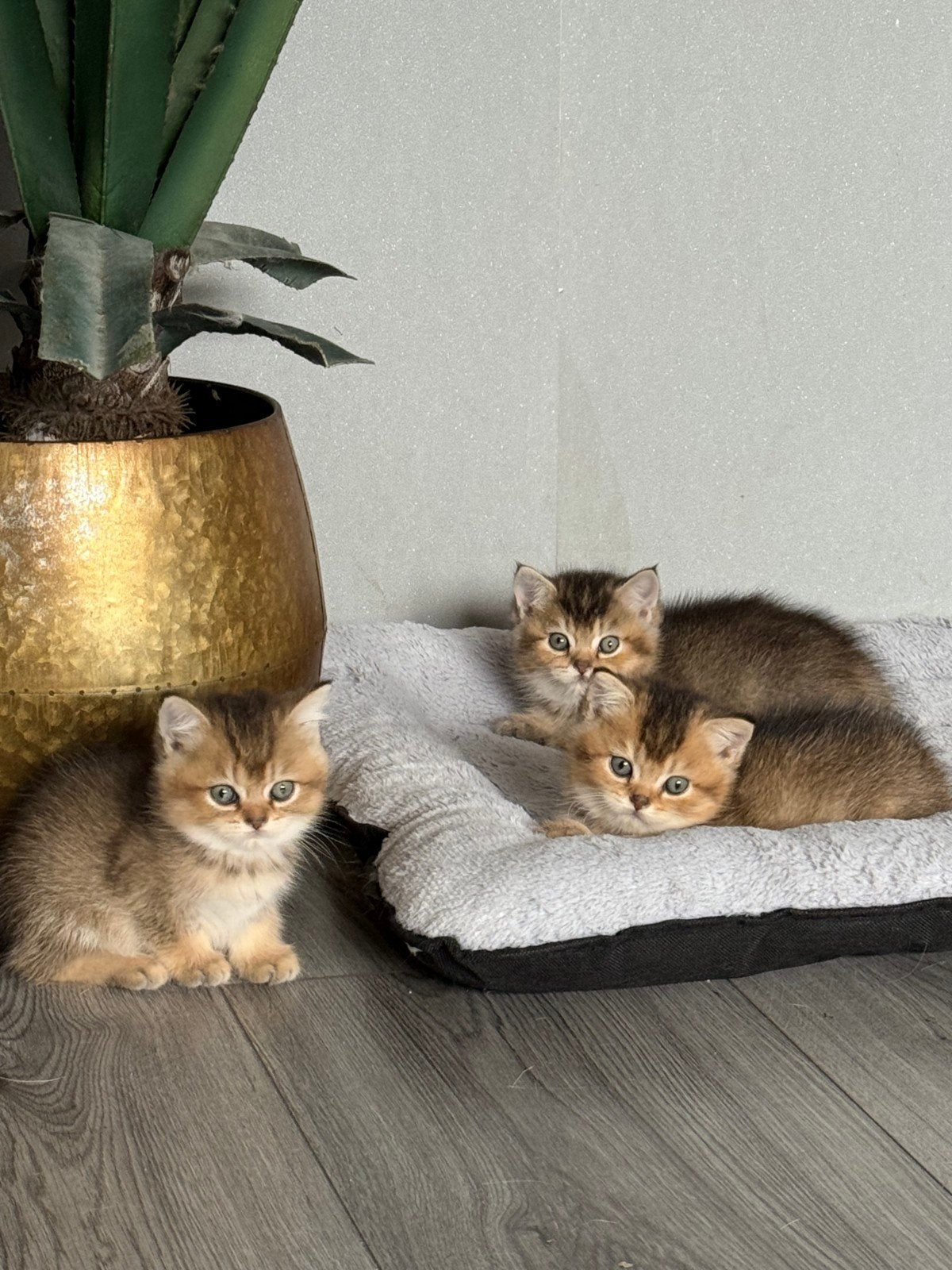 Schattig britse korthaar kittens, Dieren en Toebehoren, Meerdere dieren