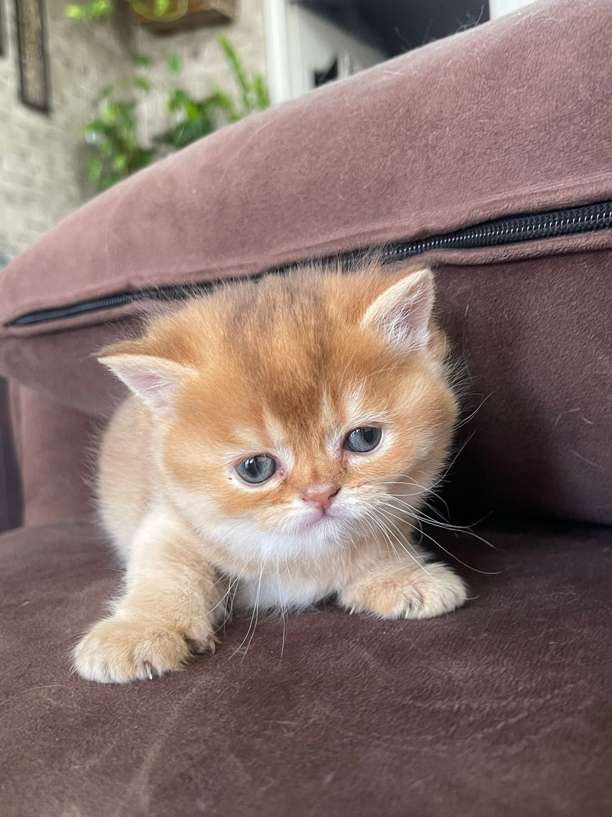 British Shorthair kittens -Golden -BRI ny 12 Golden Shaded, Meerdere dieren, Ontwormd