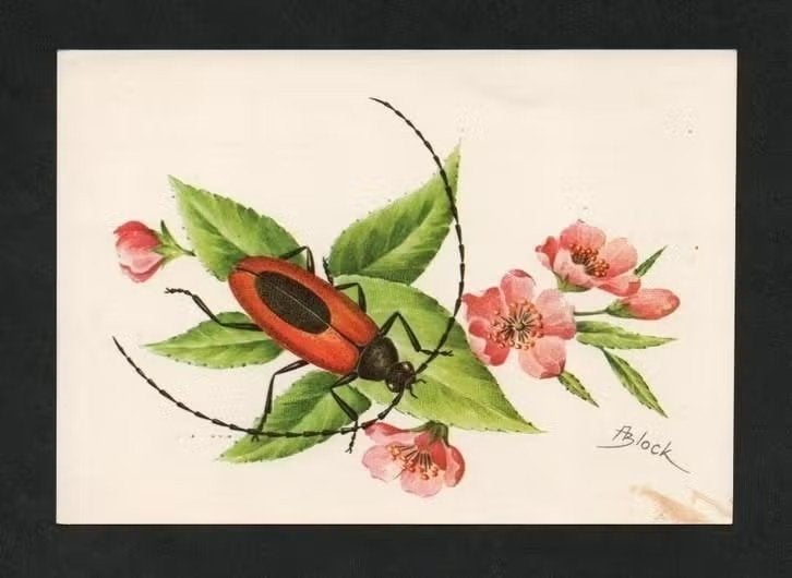 Insect Boktor Cerambycidae Kevers door A. Block., Ophalen of Verzenden, 1980 tot heden, Ongelopen, Overige soorten
