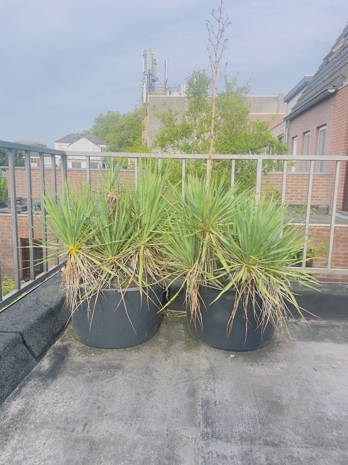 GRATIS Twee grote yuccas, Ophalen, Overige soorten, Volle zon