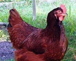 Rhode Ishlander legkippen., Dieren en Toebehoren, Pluimvee, Vrouwelijk, Kip