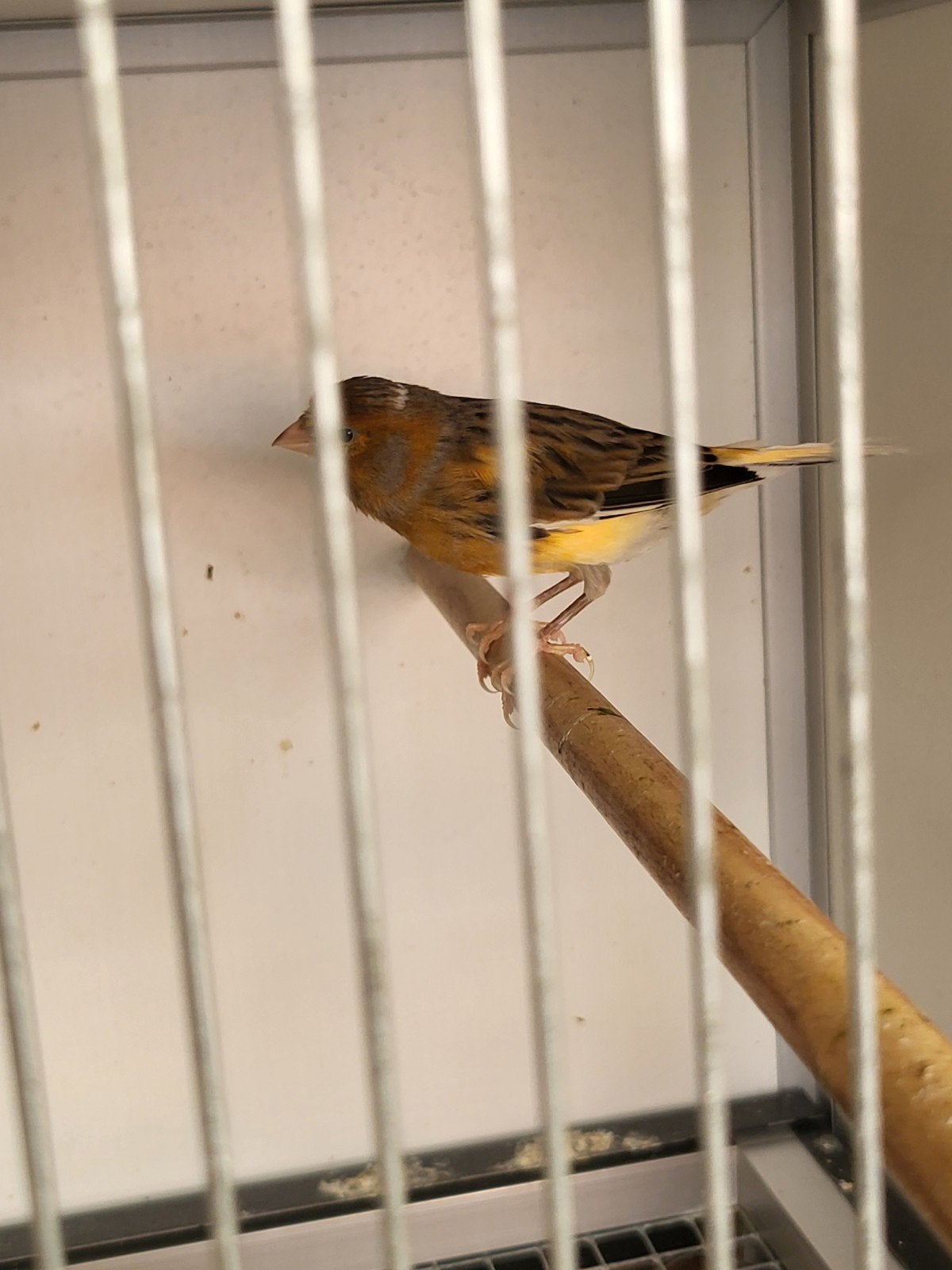 Kanaries  harlekijn koppel, Meerdere dieren, Kleurkanarie