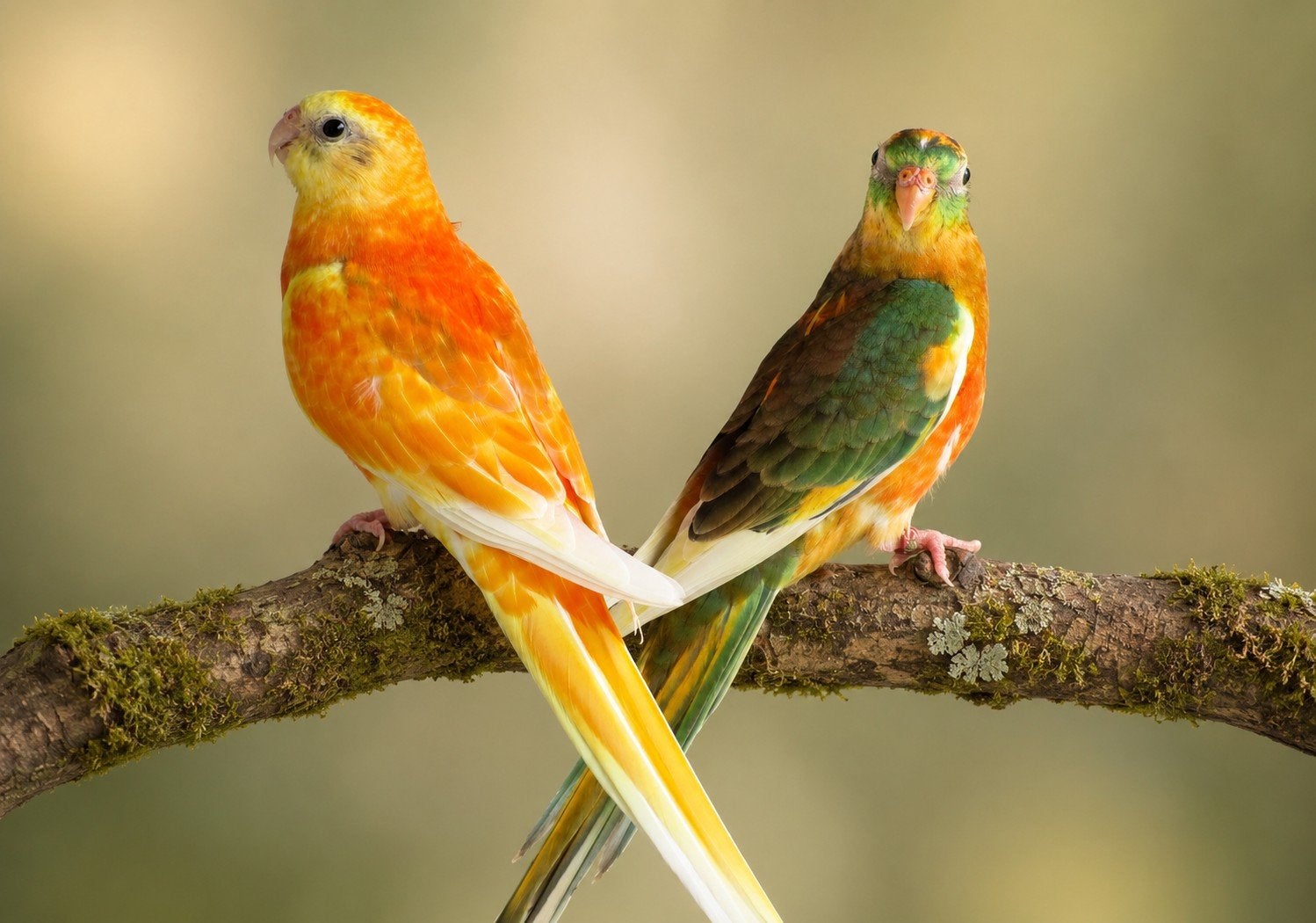 roodrugparkiet , roodruggen, Meerdere dieren, Kleurkanarie