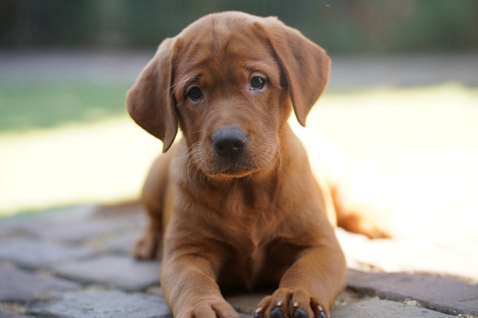 Labrador Retriever pups | Redfox, Parvo, Nederland, 8 tot 15 weken, Labrador retriever