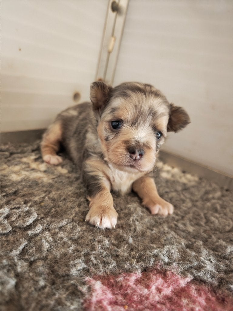 Chihuahua pup, Parvo, België, Particulier, Reu
