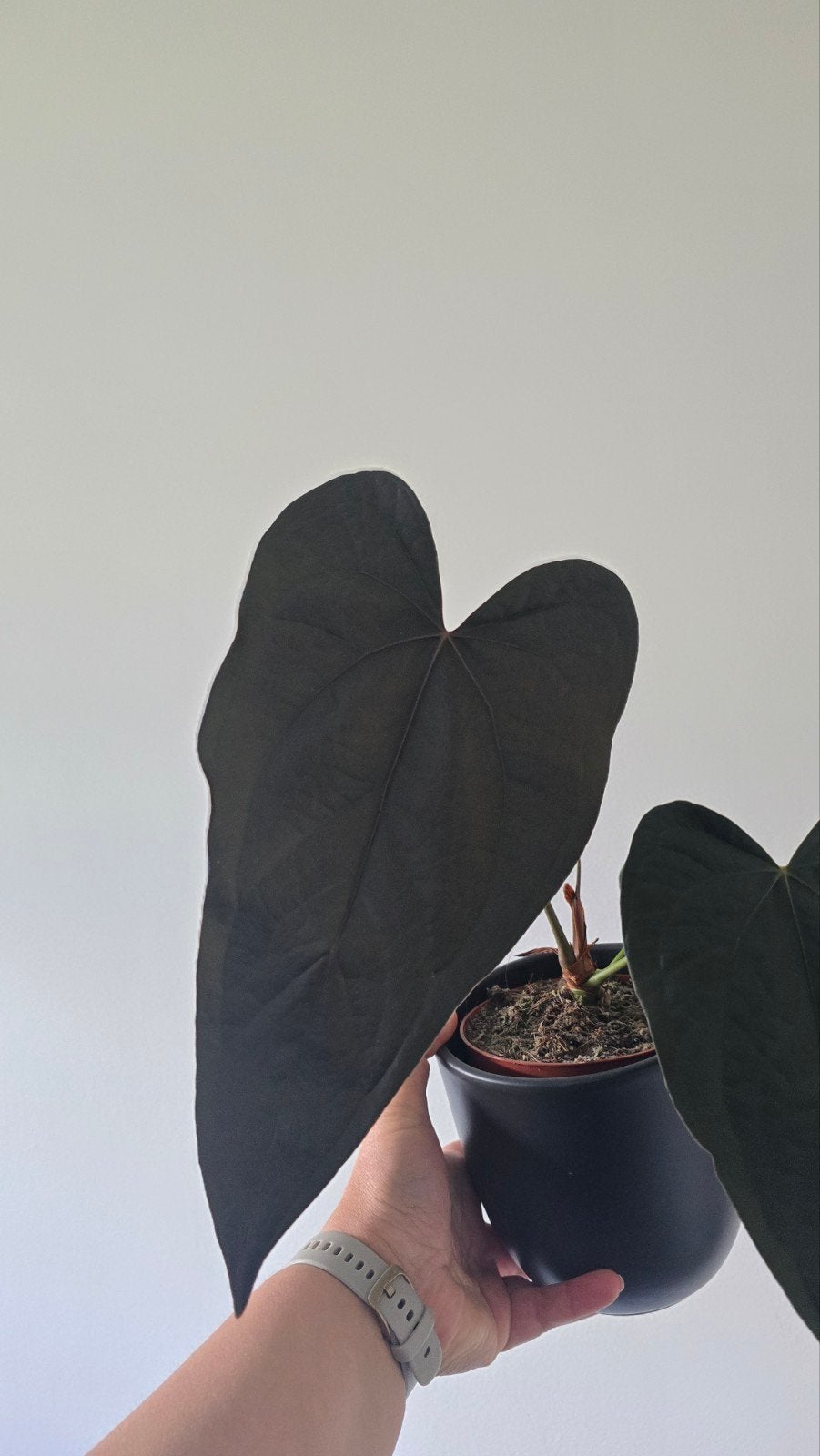 Anthurium Queen of hearts, Ophalen, Halfschaduw, Minder dan 100 cm
