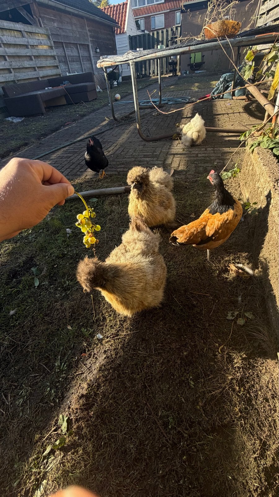 5 leggende kippen: 3 zijdehoenders + 2 kippen, Dieren en Toebehoren, Vrouwelijk, Kip